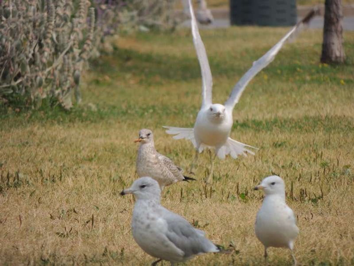 バサン　ボンスクール