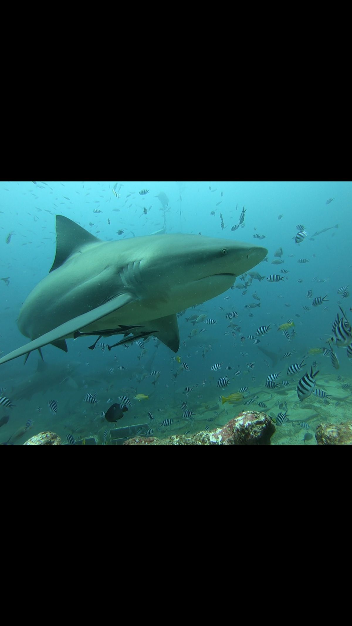 この旅のメインはこれ！！シャークダイビング 🦈フィジー のシャークダイビン...
