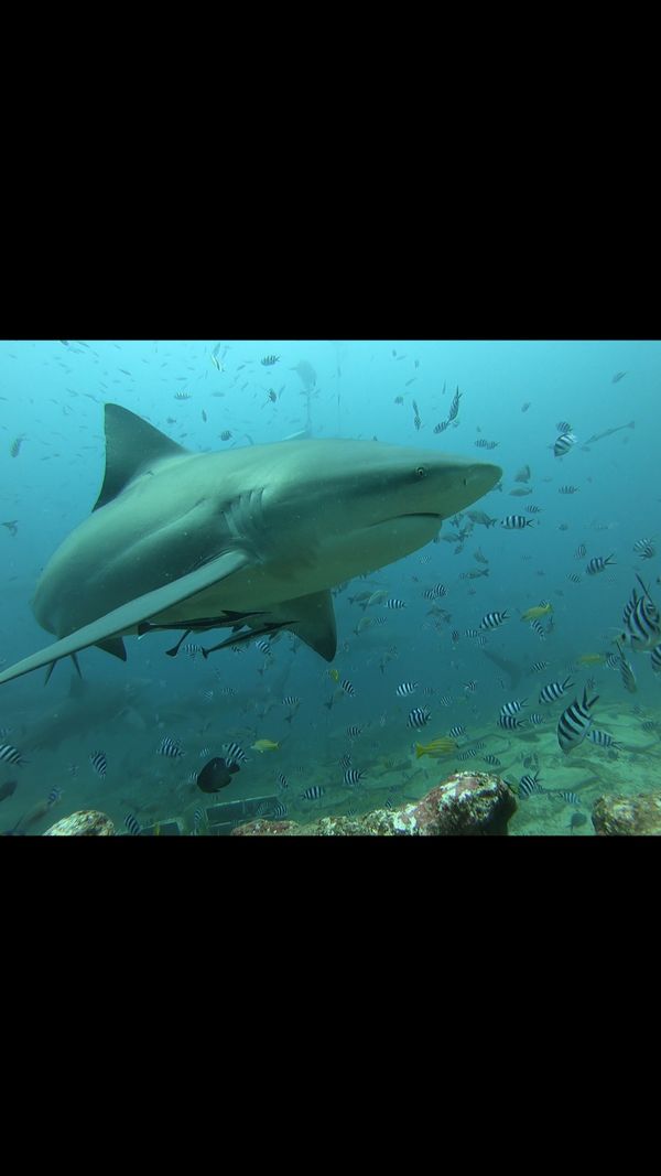 フィジー・ナンディ「フィジー 旅行」の写真：この旅のメインはこれ！！シャークダイビン...