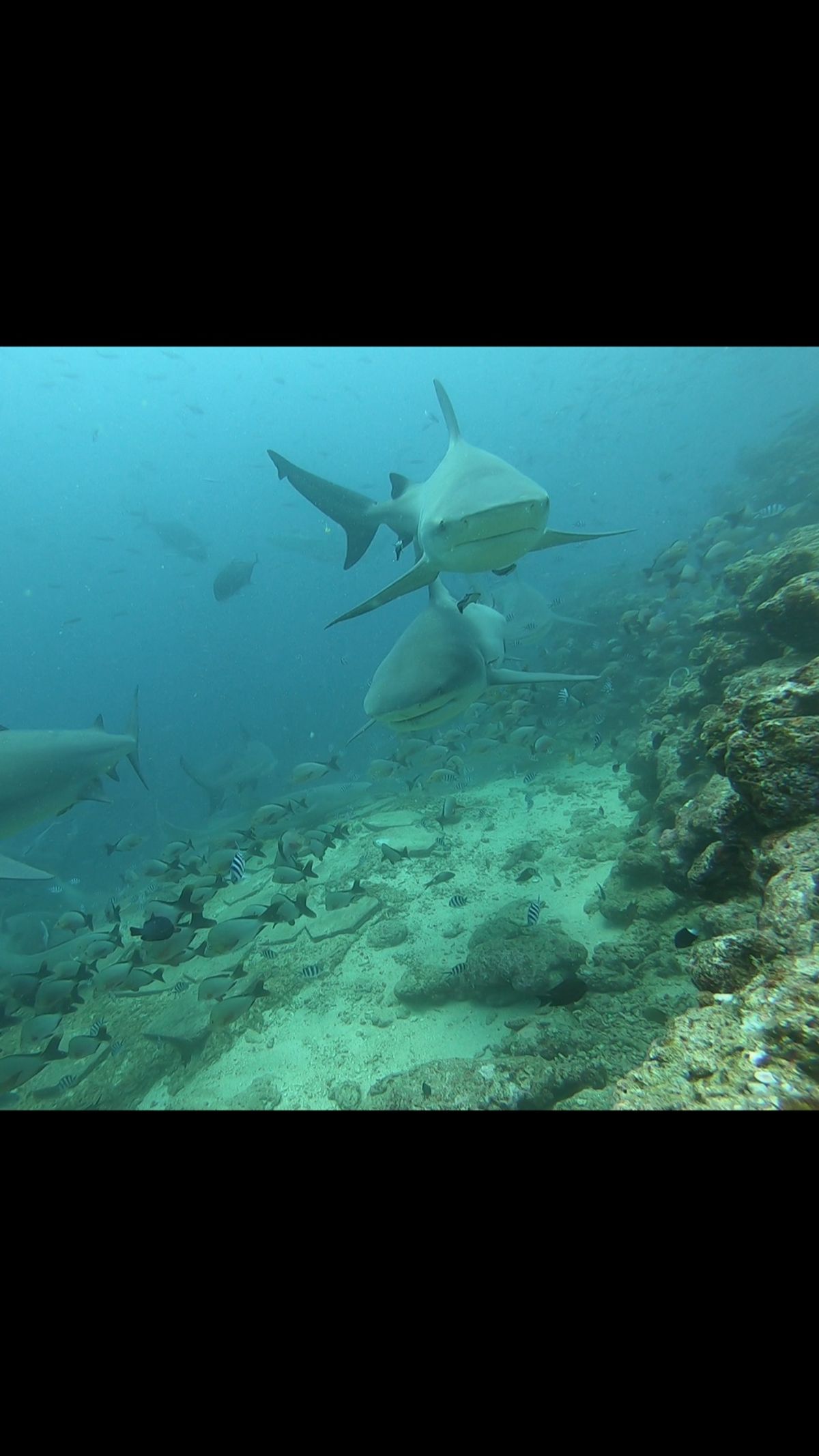 この旅のメインはこれ！！シャークダイビング 🦈フィジー のシャークダイビン...