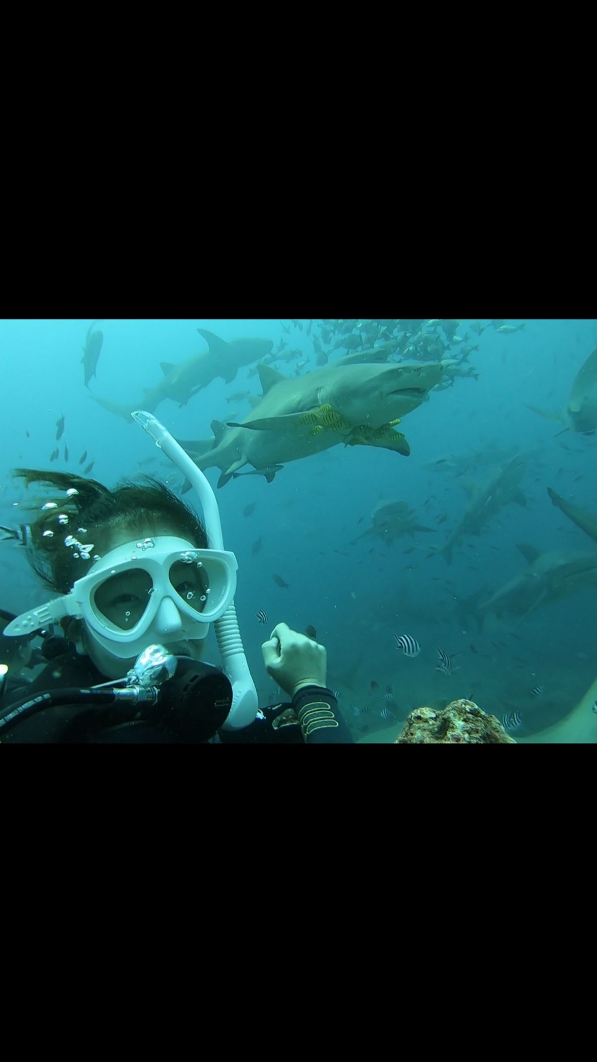 この旅のメインはこれ！！シャークダイビング 🦈フィジー のシャークダイビン...