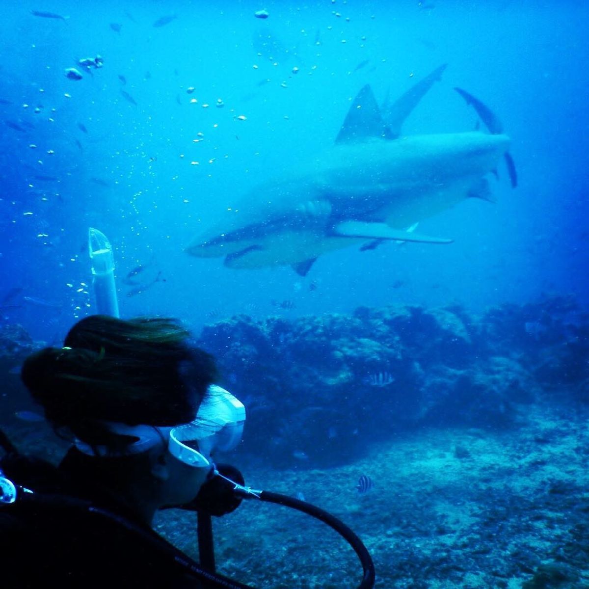 この旅のメインはこれ！！シャークダイビング 🦈フィジー のシャークダイビン...