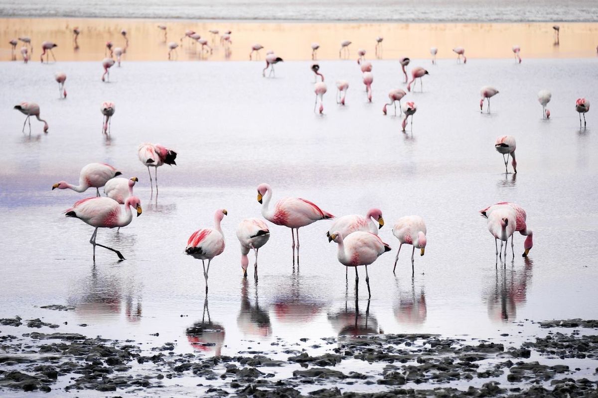 ウユニから南部のチリ方面へ行った国立公園。ウユニ塩湖より この自然が好き。...
