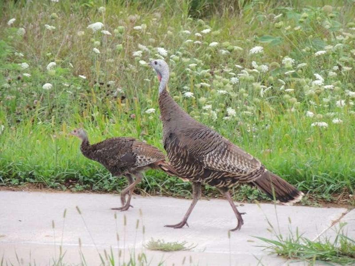 マルコム X 生誕地(Malcolm X Birthsite)