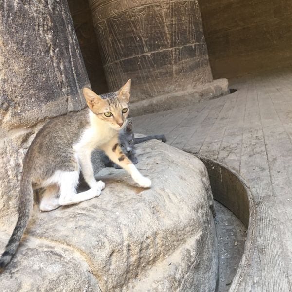 エジプト・カイロ「Nile Cruising」の写真