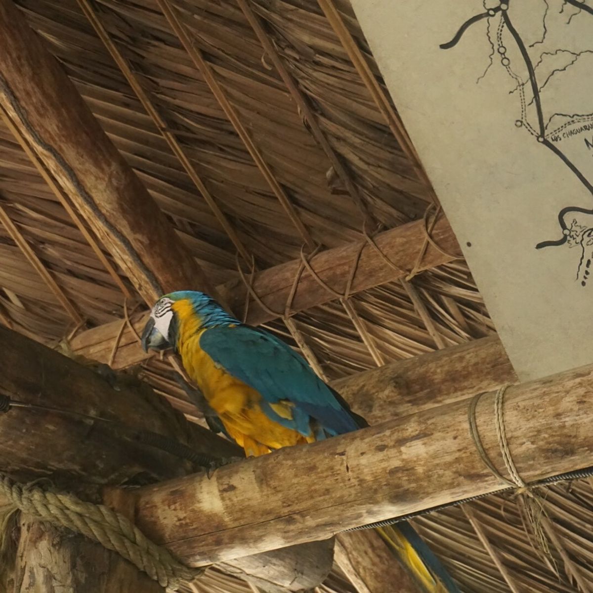 オリノコデルタでキャンプ
アマゾン川の支流の河口の村から渡し舟みたいなの...