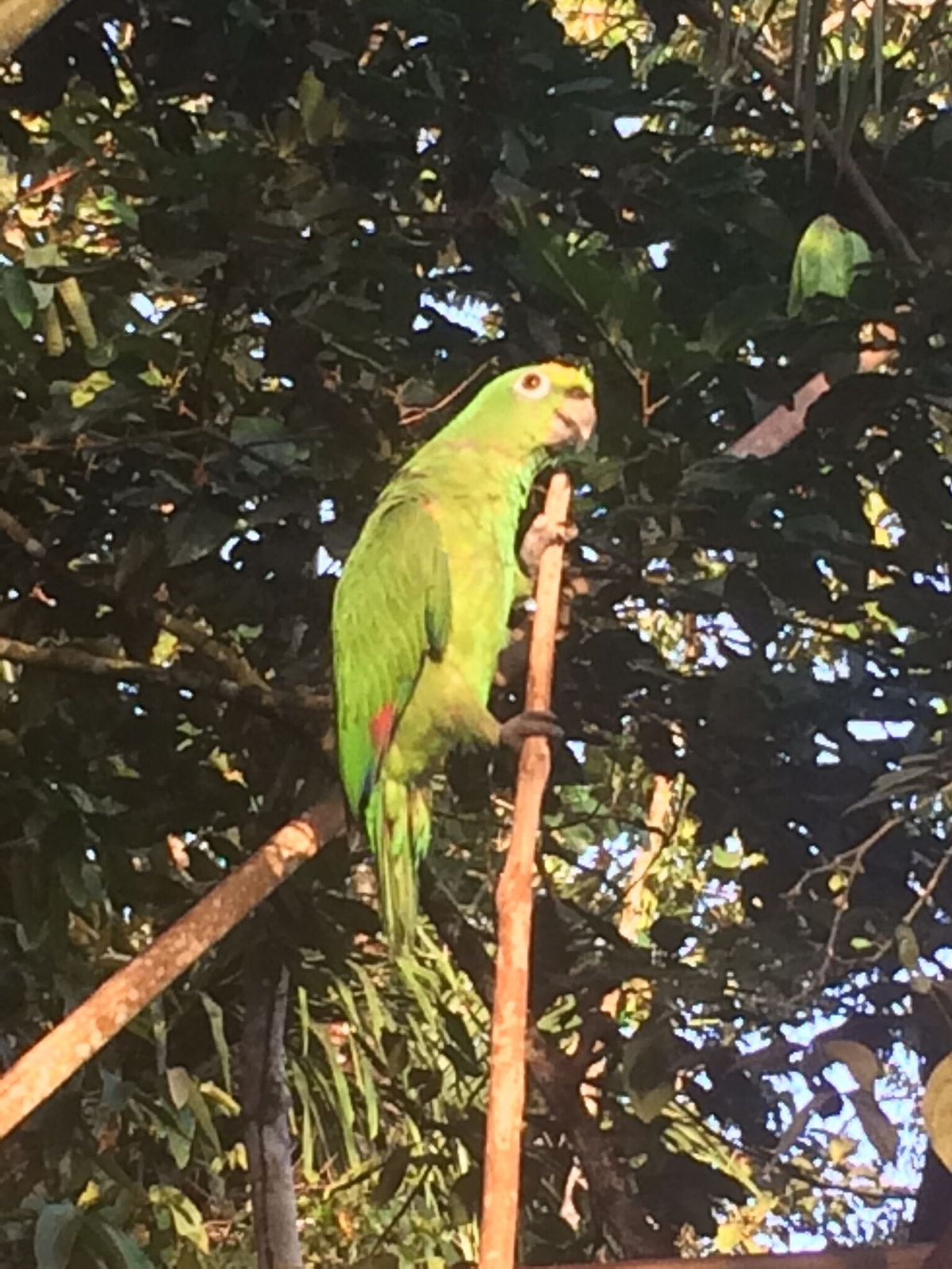 オリノコデルタでキャンプ
アマゾン川の支流の河口の村から渡し舟みたいなの...