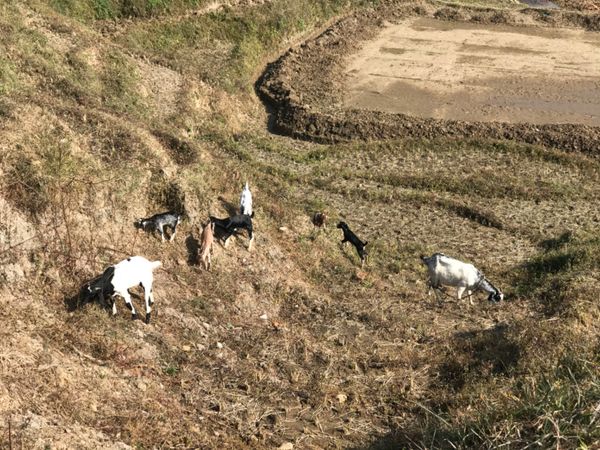 ネパール・カトマンズ「Nepal(नेपाल)」の写真