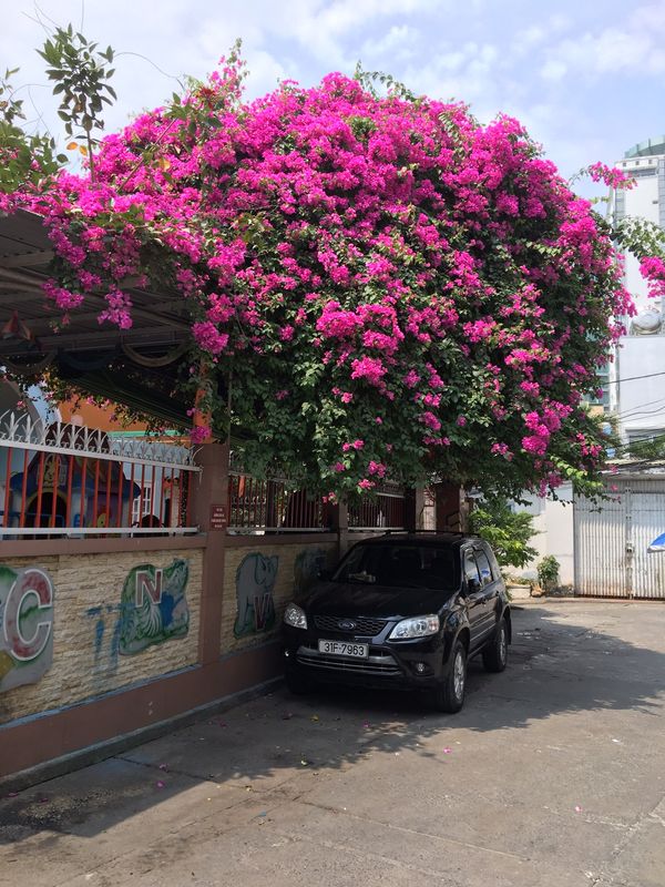 ベトナム・ダナン「ベトナム🇻🇳」の写真