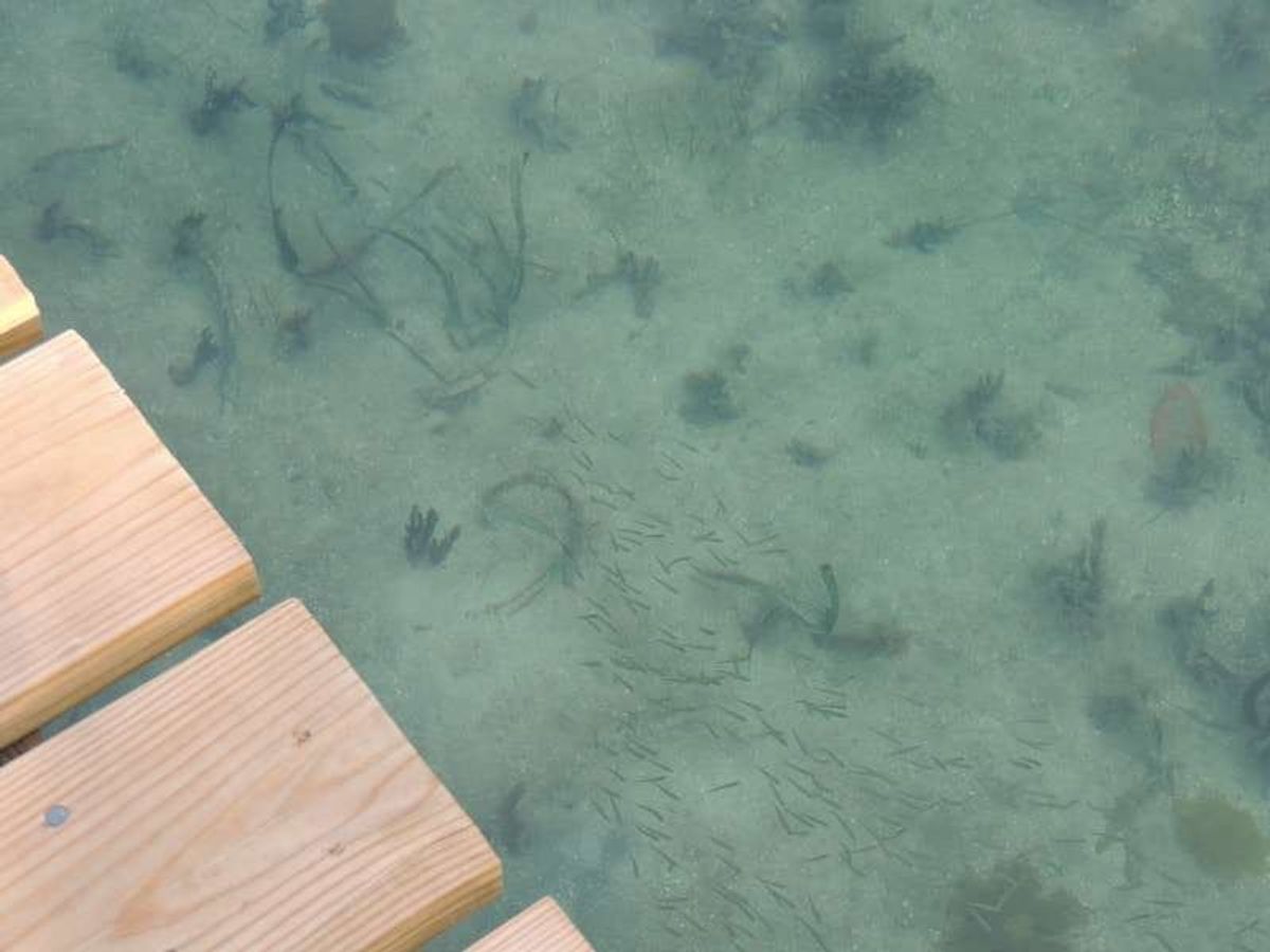 宿のデッキでも魚が泳ぐ美しさ。
海に入ると、自分の周りが魚だらけに！

