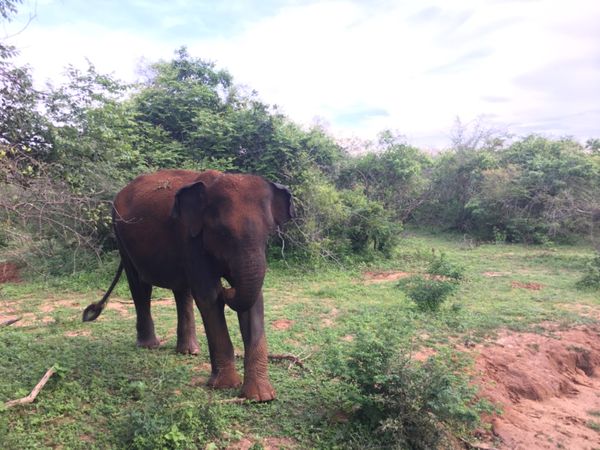 スリランカ「2019スリランカ🇱🇰研修」の写真