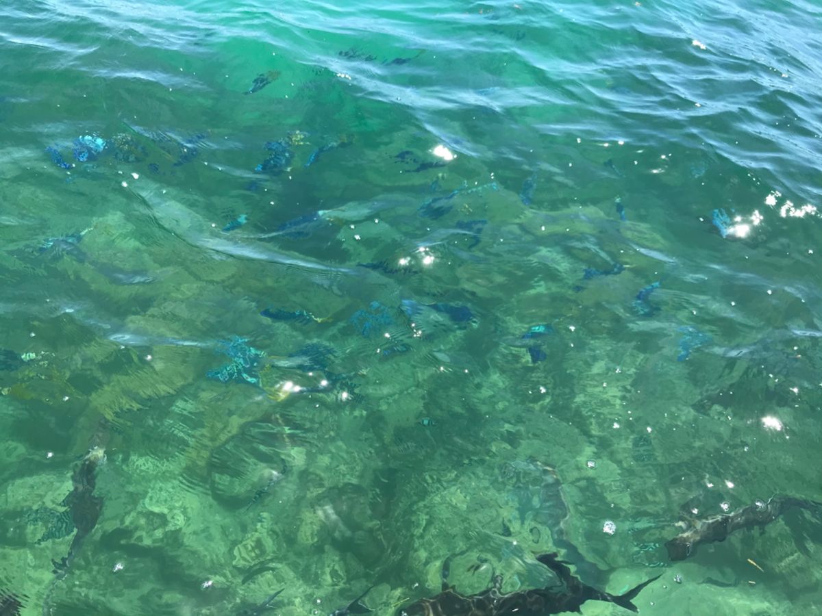 ケアンズ2日目①
・グリーン島