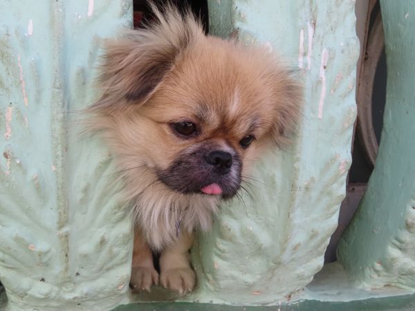 キューバ・ハバナ「1日弾丸ハバナ旅行」の写真：街を歩いてたら
人懐っこく家から顔をだし...