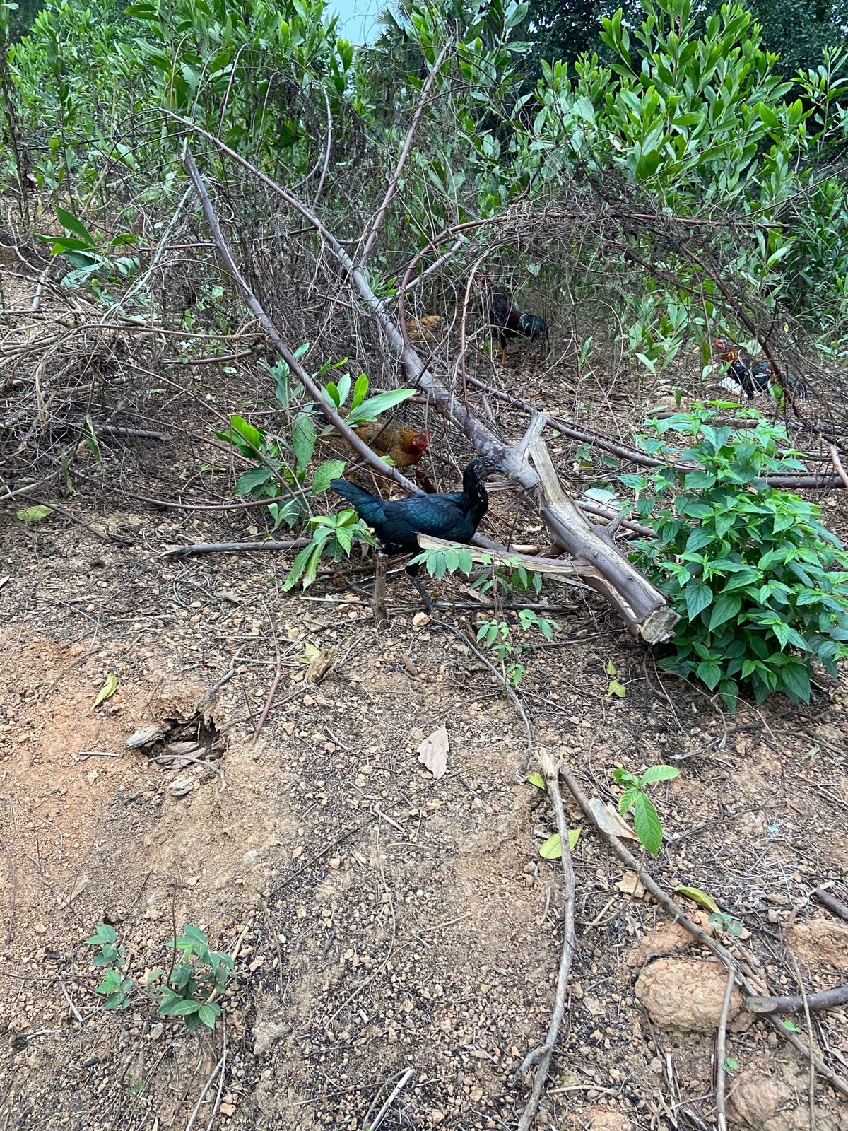 その辺にいるカシワが、こうなりますw
ただ最高に美味いw
命に感謝