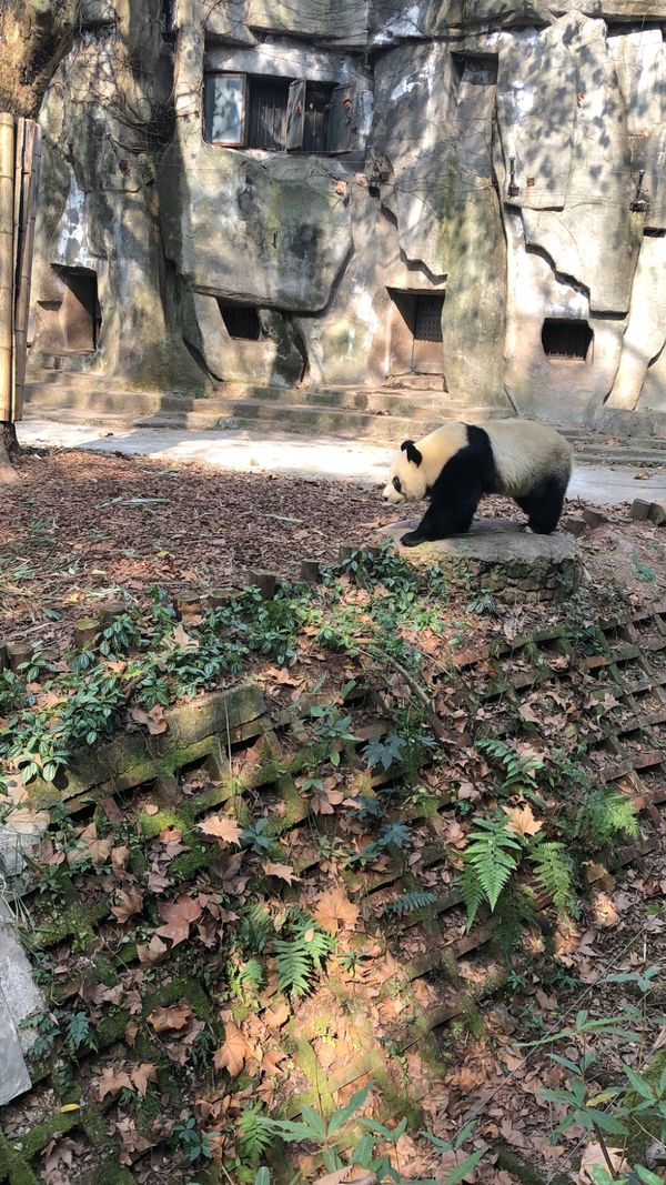 中国・成都「お正月四川」の写真