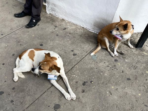 キューバ・ハバナ「1日弾丸ハバナ旅行」の写真：オールドハバナでは路上でワンコがたくさん...