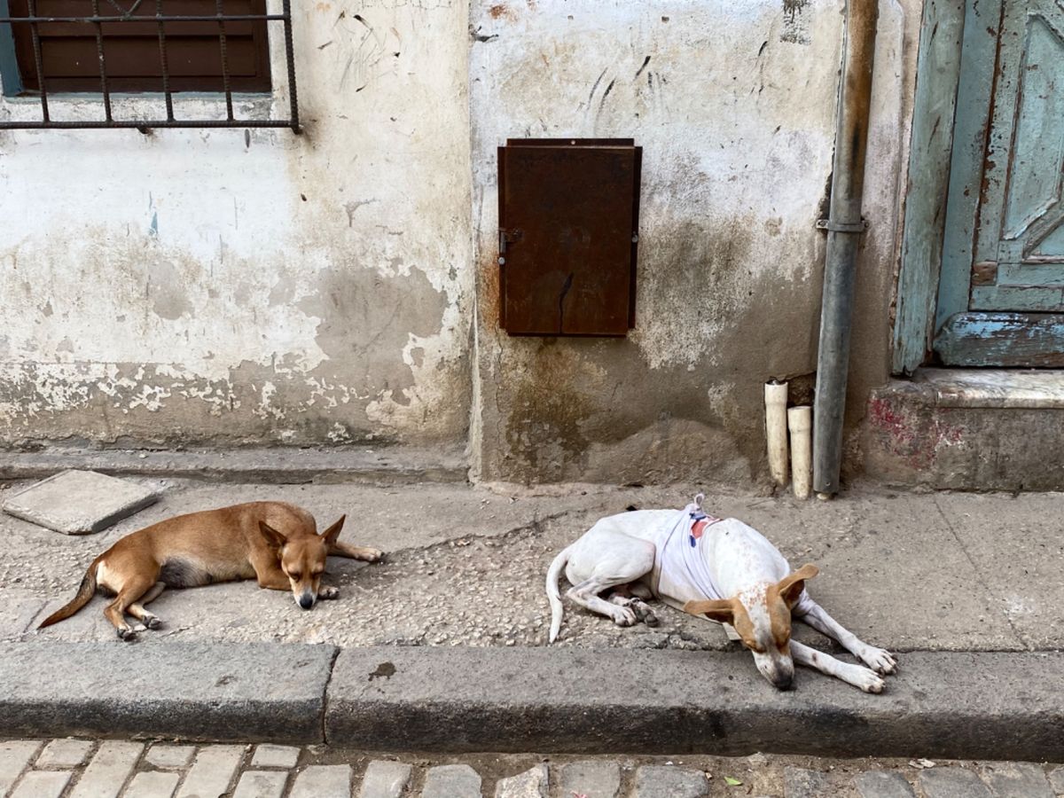 オールドハバナでは路上でワンコがたくさん寝てたんだけど、
中には名札？をつ...