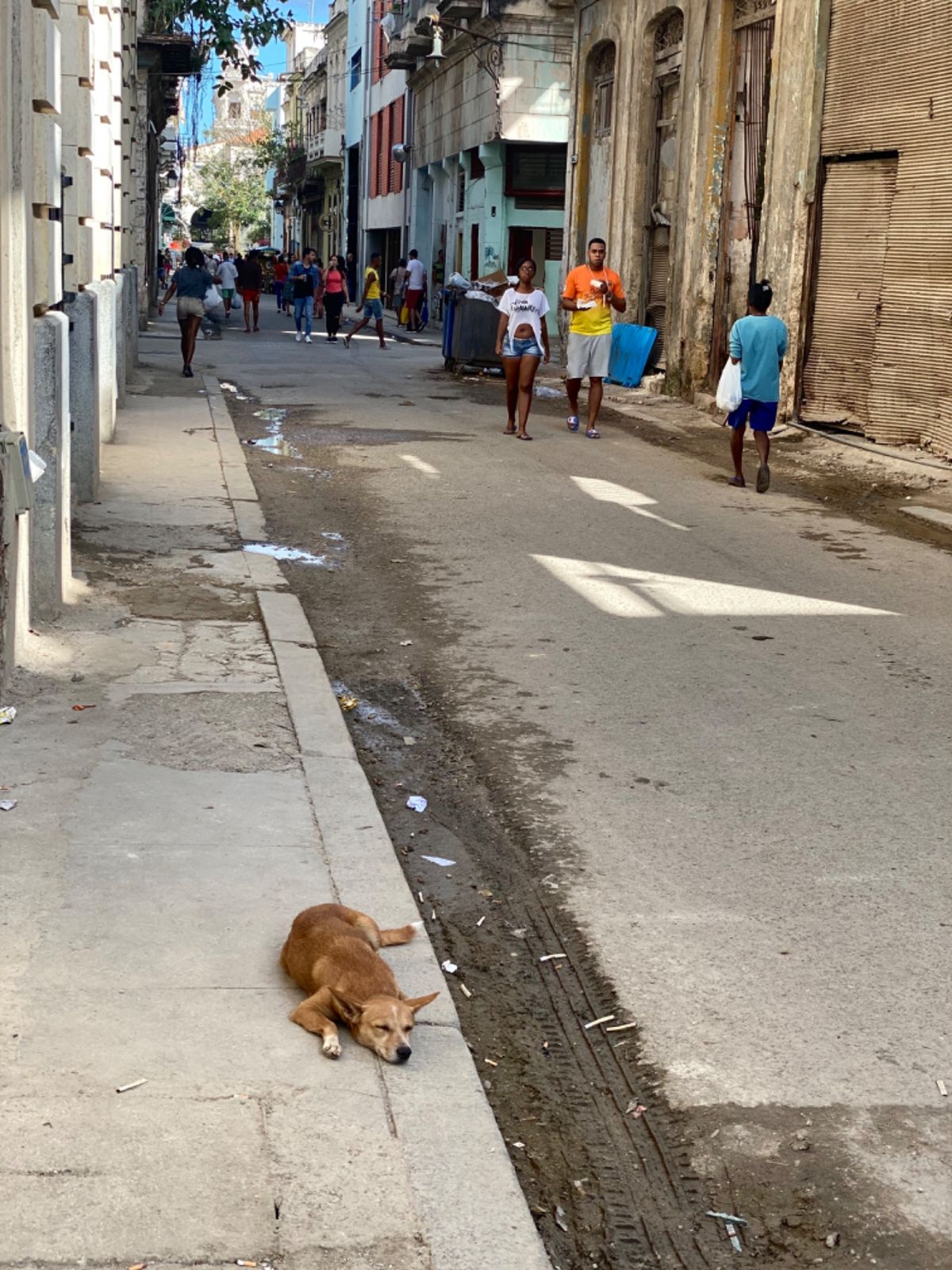 オールドハバナでは路上でワンコがたくさん寝てたんだけど、
中には名札？をつ...