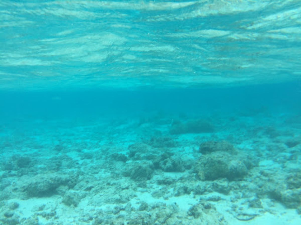 マニャガハ島
帰りのボートでイルカに会えました🐬