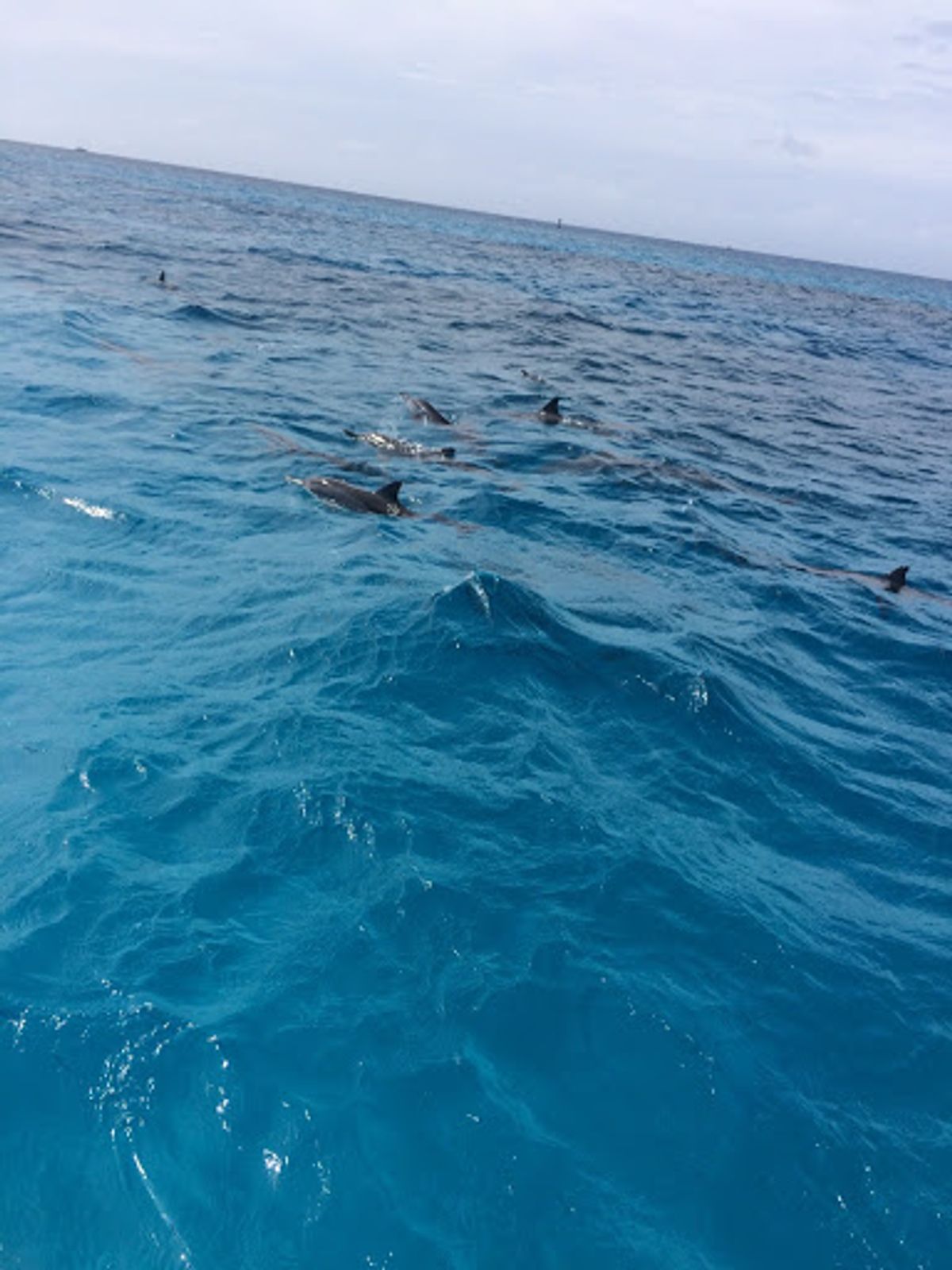 マニャガハ島
帰りのボートでイルカに会えました🐬