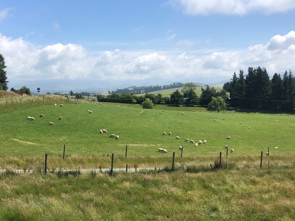 ニュージーランド「ニュージーランド」の写真