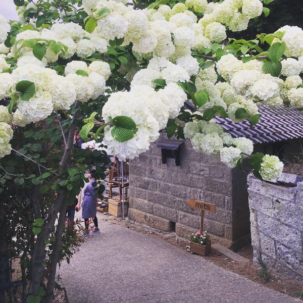 日本・栃木、「GW栃木益子」の写真