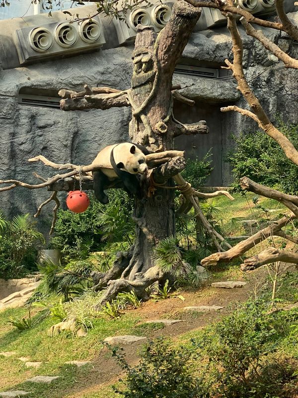 マカオ「初めての1人旅inマカオ🇲🇴」の写真：3頭のパンダを１時間自由に見れて約130...