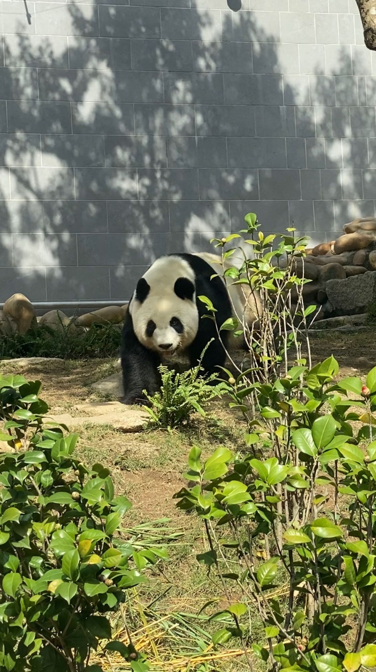 3頭のパンダを１時間自由に見れて約130円。
ほぼ貸し切り状態で時間たっぷ...