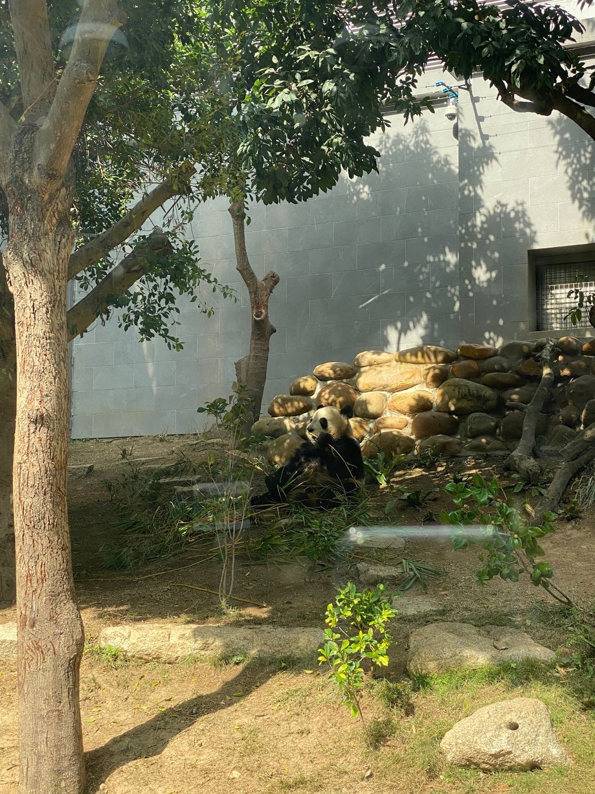 3頭のパンダを１時間自由に見れて約130円。
ほぼ貸し切り状態で時間たっぷ...