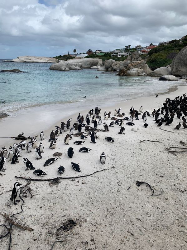 南アフリカ・ケープタウン３日、ヨハネスブルク1日「南アフリカ」の写真