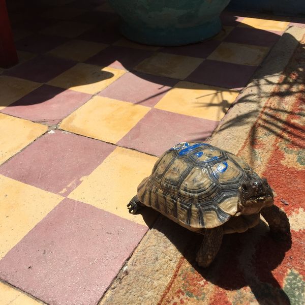 モロッコ・マラケシュ、フェズ、シェフシャウエン、サハラ砂漠「モロッコ」の写真