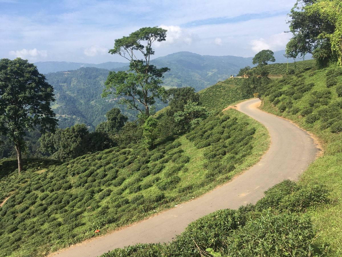 イラム。お茶畑が広がる町。滞在中は何度も霧に包まれた。