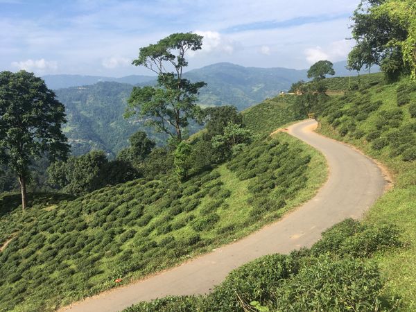 ネパール・カトマンズ「ネパール」の写真:イラム。お茶畑が広がる町。滞在中は何度も...