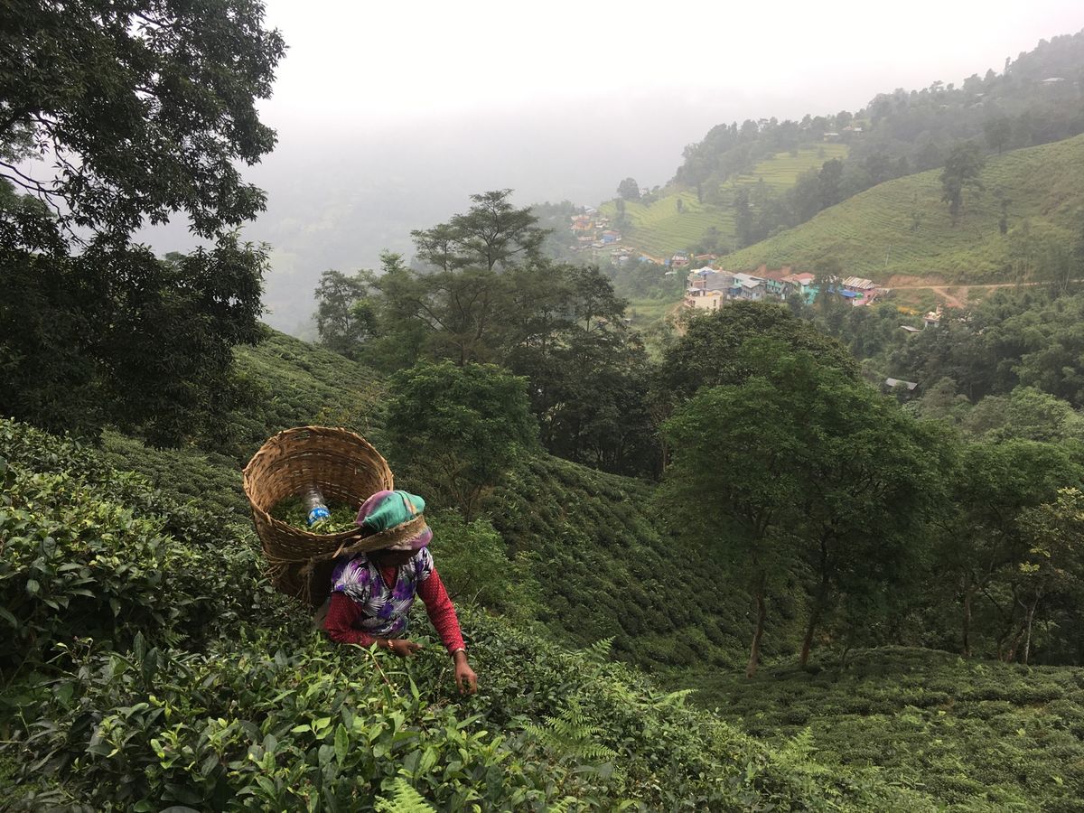 イラム。お茶畑が広がる町。滞在中は何度も霧に包まれた。