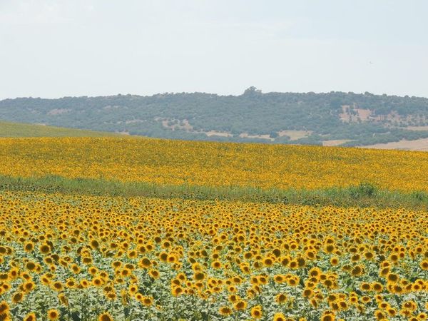 スペイン・コルドバ「2017年 アンダルシアに憧れて」の写真：ひまわり畑
カルモナからアラハルに向かう...