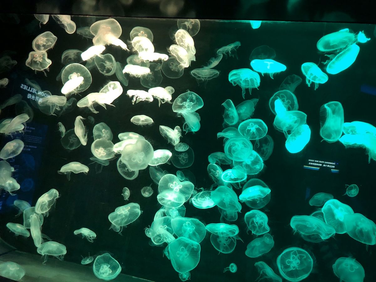 💁‍♀️シーアクアリウム