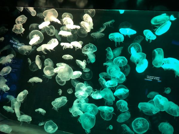 シンガポール・ガーデンズバイザベイ「シンガポール旅行」の写真：💁‍♀️シーアクアリウム