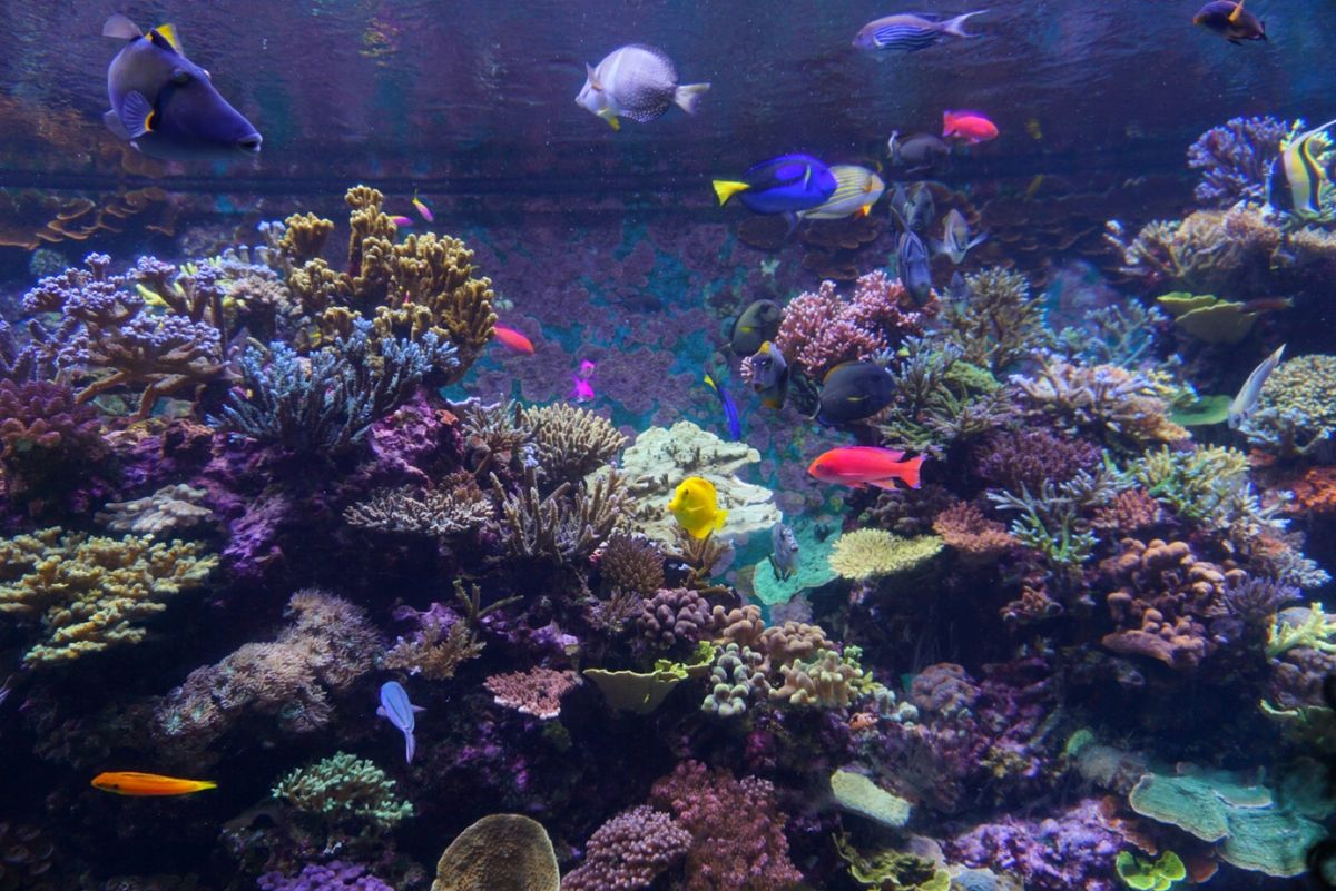 💁‍♀️シーアクアリウム