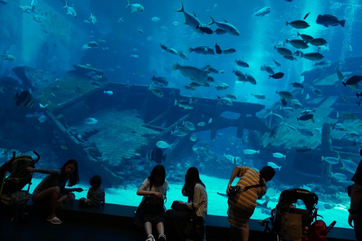 💁‍♀️シーアクアリウム