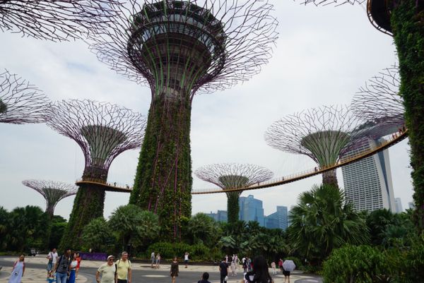 シンガポール・ガーデンズバイザベイ「シンガポール旅行」の写真：💁‍♀️ガーデンズ・バイ・ザ・ベイ
今度...