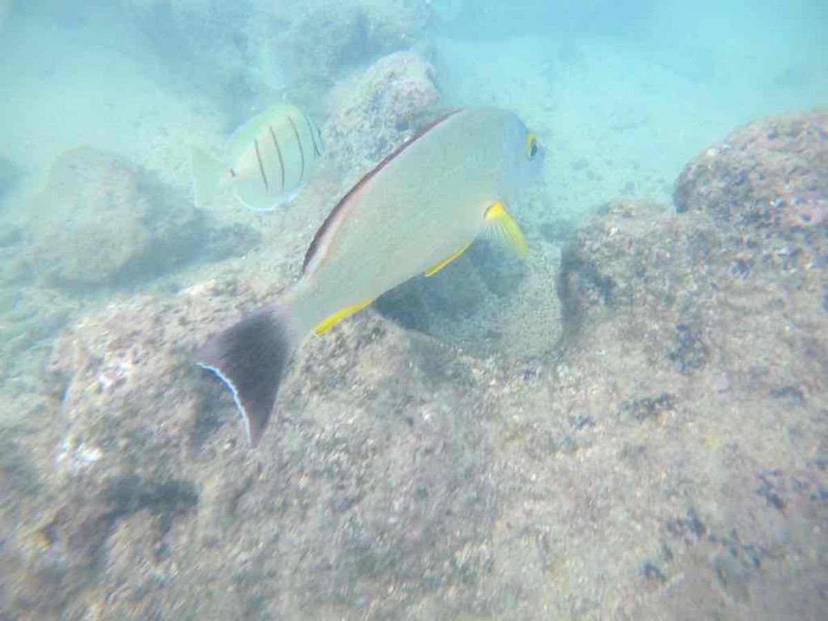 ハナウマ湾でシュノーケリング。

この日は風が強く、少し海が荒れていて、あ...