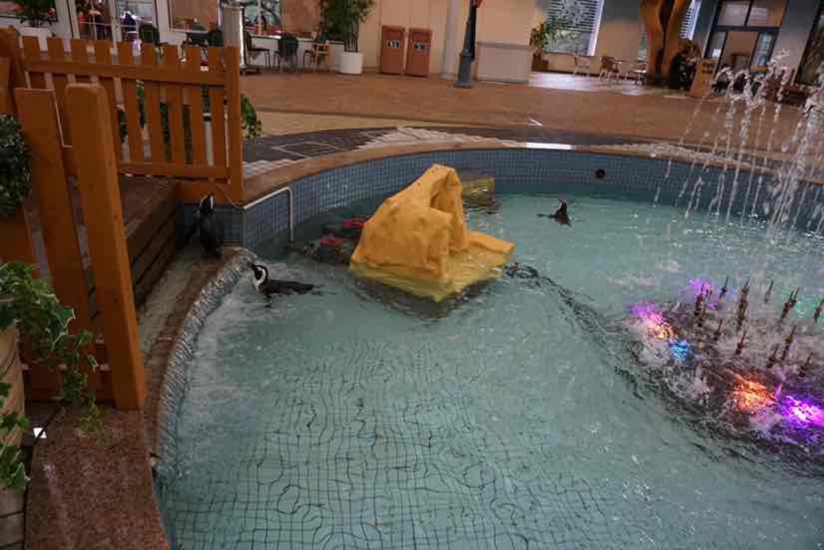 大阪市内から車で約3時間
和歌山はアドベンチャーワールドに参りました
...