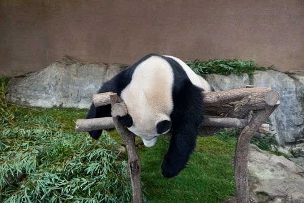 日本・和歌山県「アドベンチャーワールド🐼🐧」の写真：桜浜ちゃん着ぐるみかと思ったわ