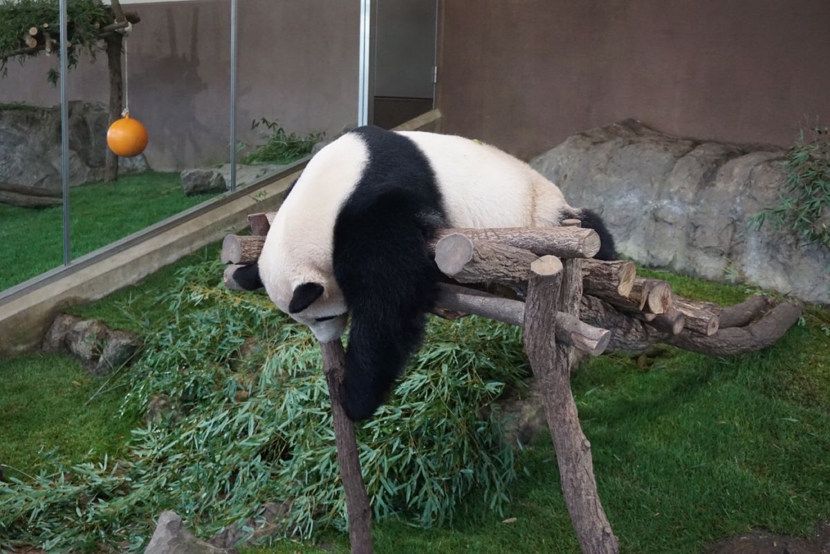 桜浜ちゃん着ぐるみかと思ったわ