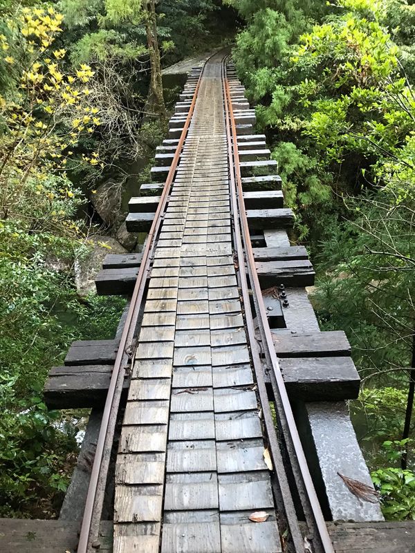日本・屋久島「屋久島」の写真：屋久島の自然最高です！