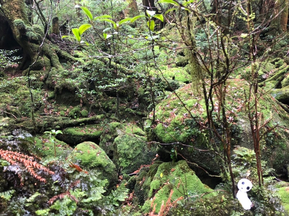 屋久島の自然最高です！
