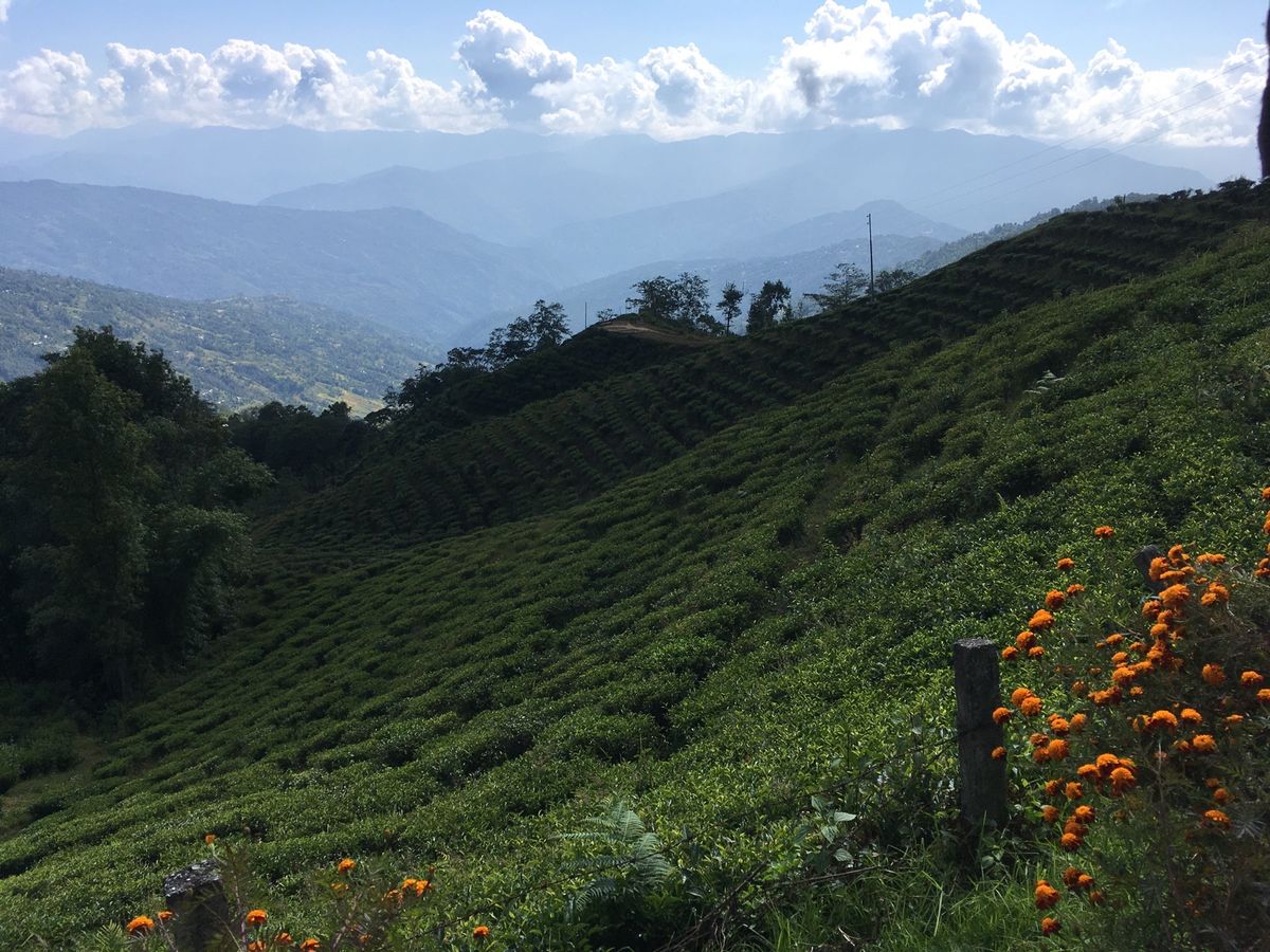 ヒレ。お茶畑が広がる高原の町。