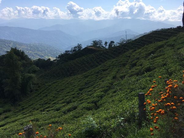 ネパール・カトマンズ「ネパール」の写真:ヒレ。お茶畑が広がる高原の町。