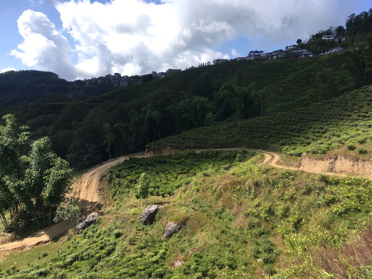ヒレ。お茶畑が広がる高原の町。