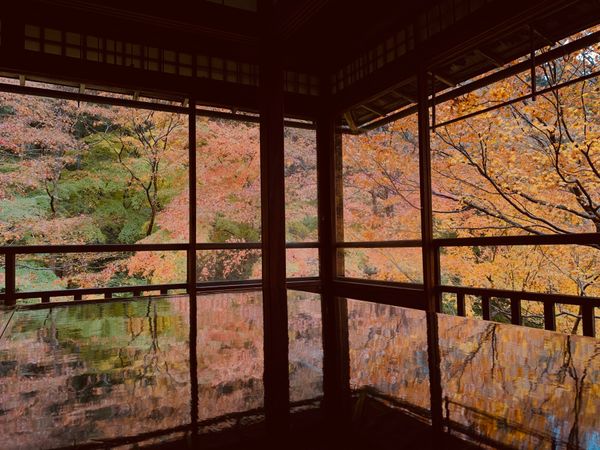 日本・京都「京都紅葉」の写真：念願の瑠璃光院。
映り紅葉🍁